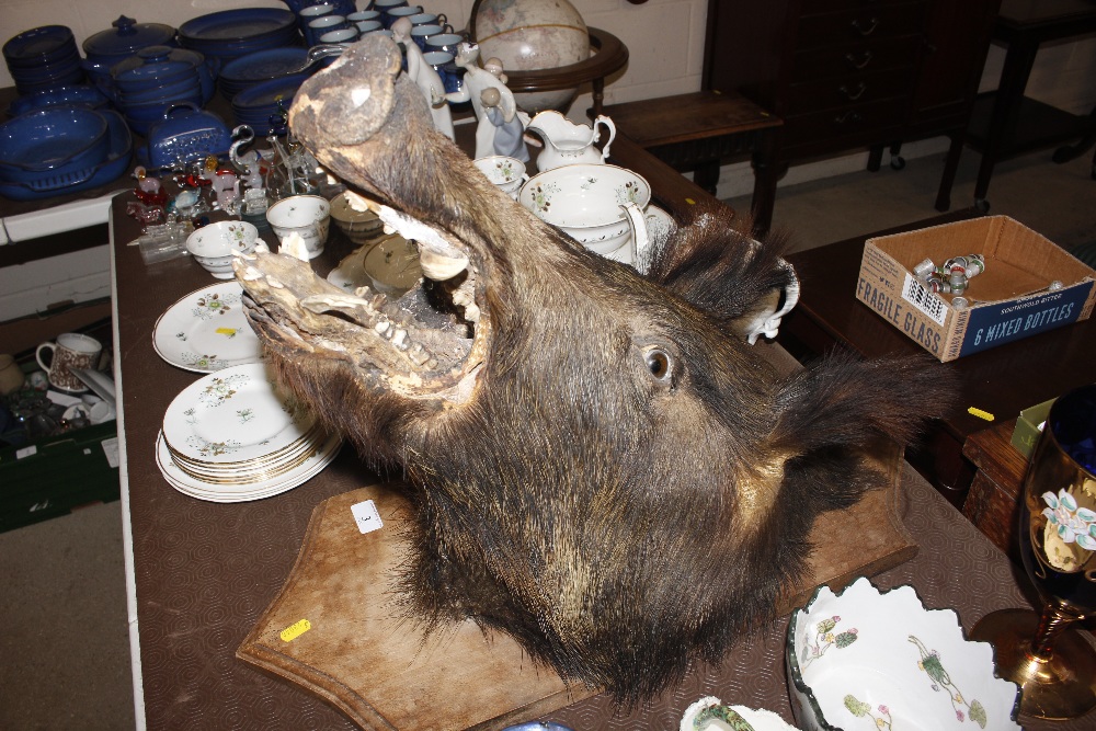 A taxidermy boar's head mounted on wooden plaque - Image 2 of 2
