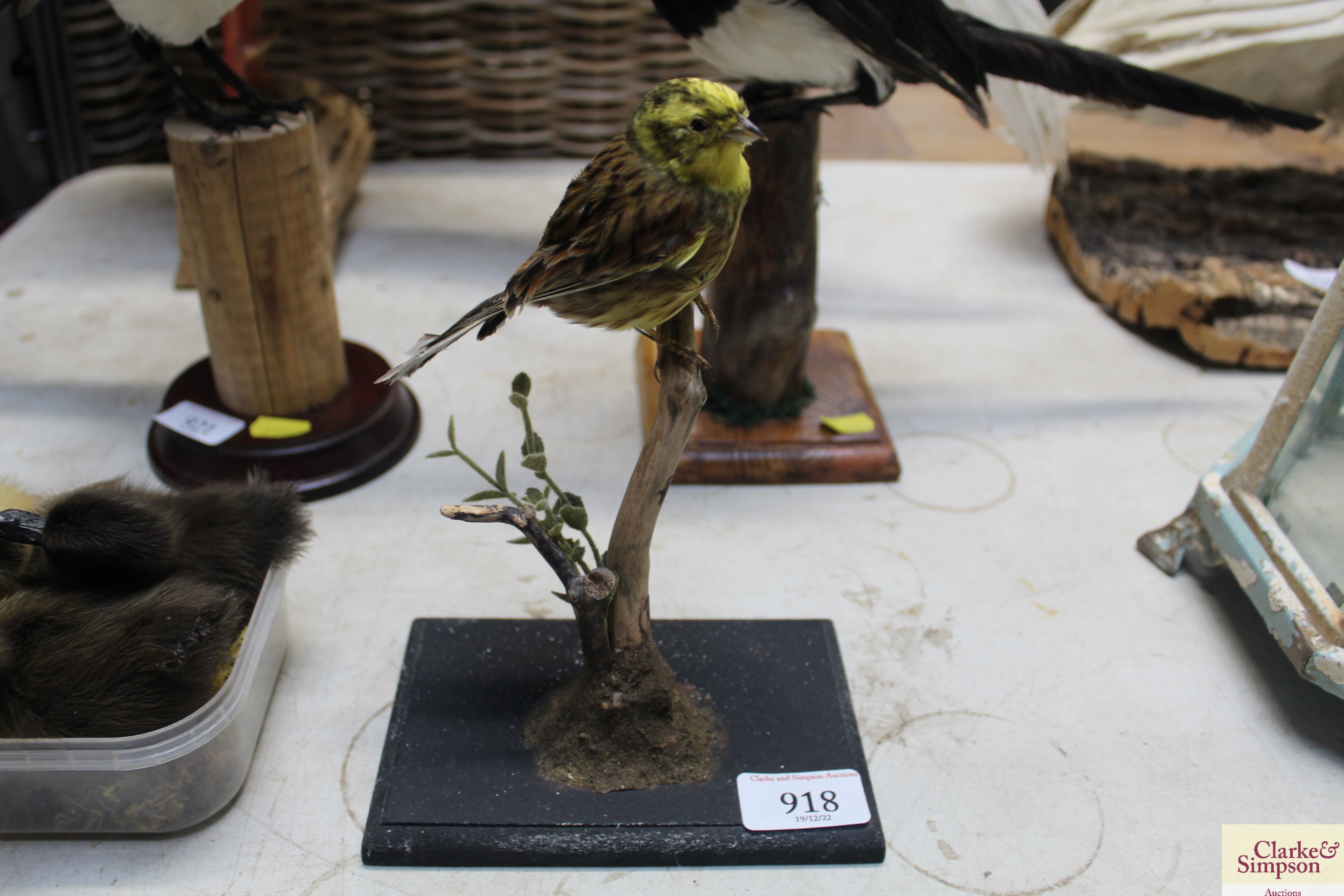 A preserved and mounted yellowhammer bird