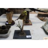 A preserved and mounted yellowhammer bird