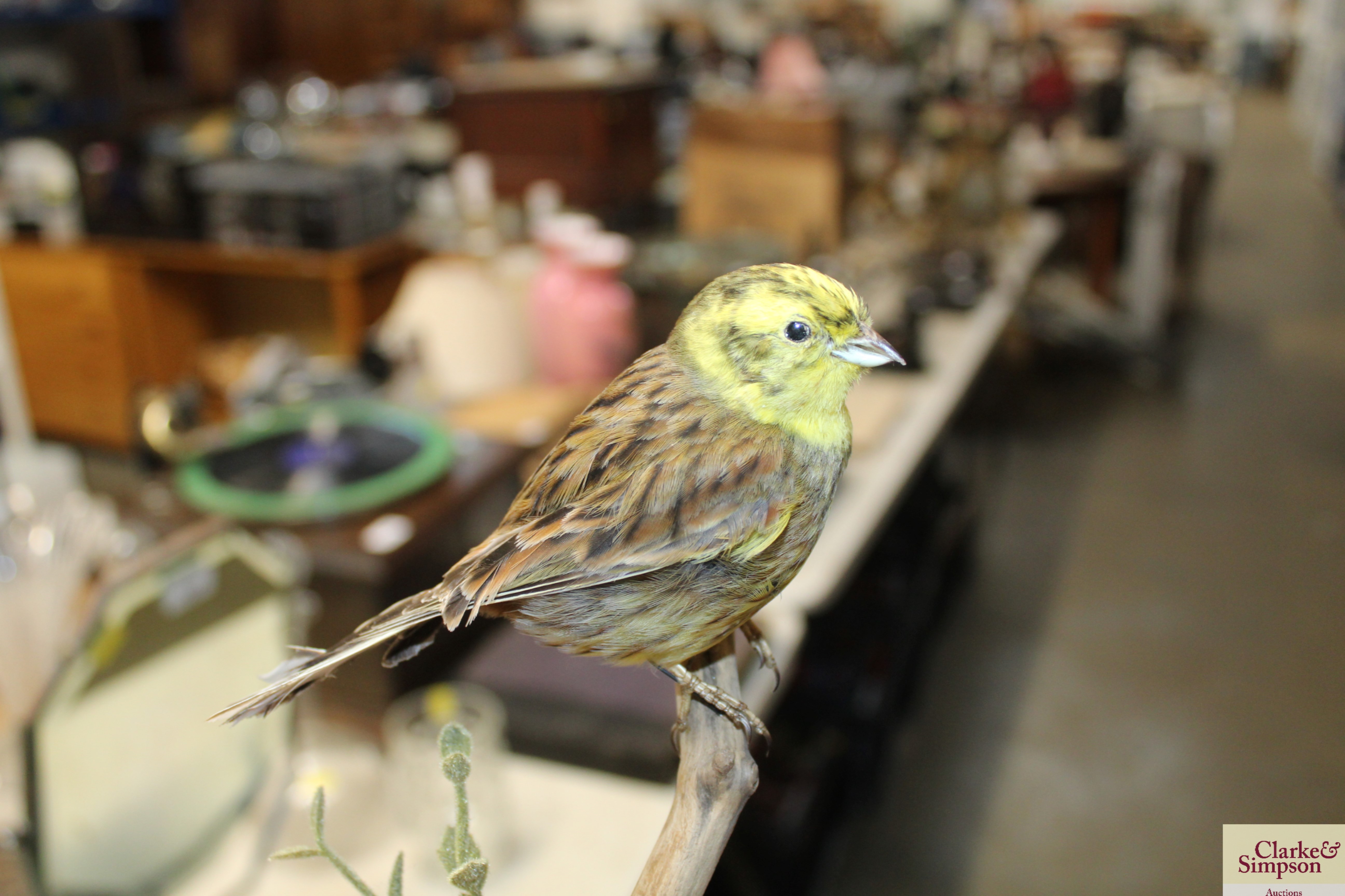 A preserved and mounted yellowhammer bird - Image 3 of 3