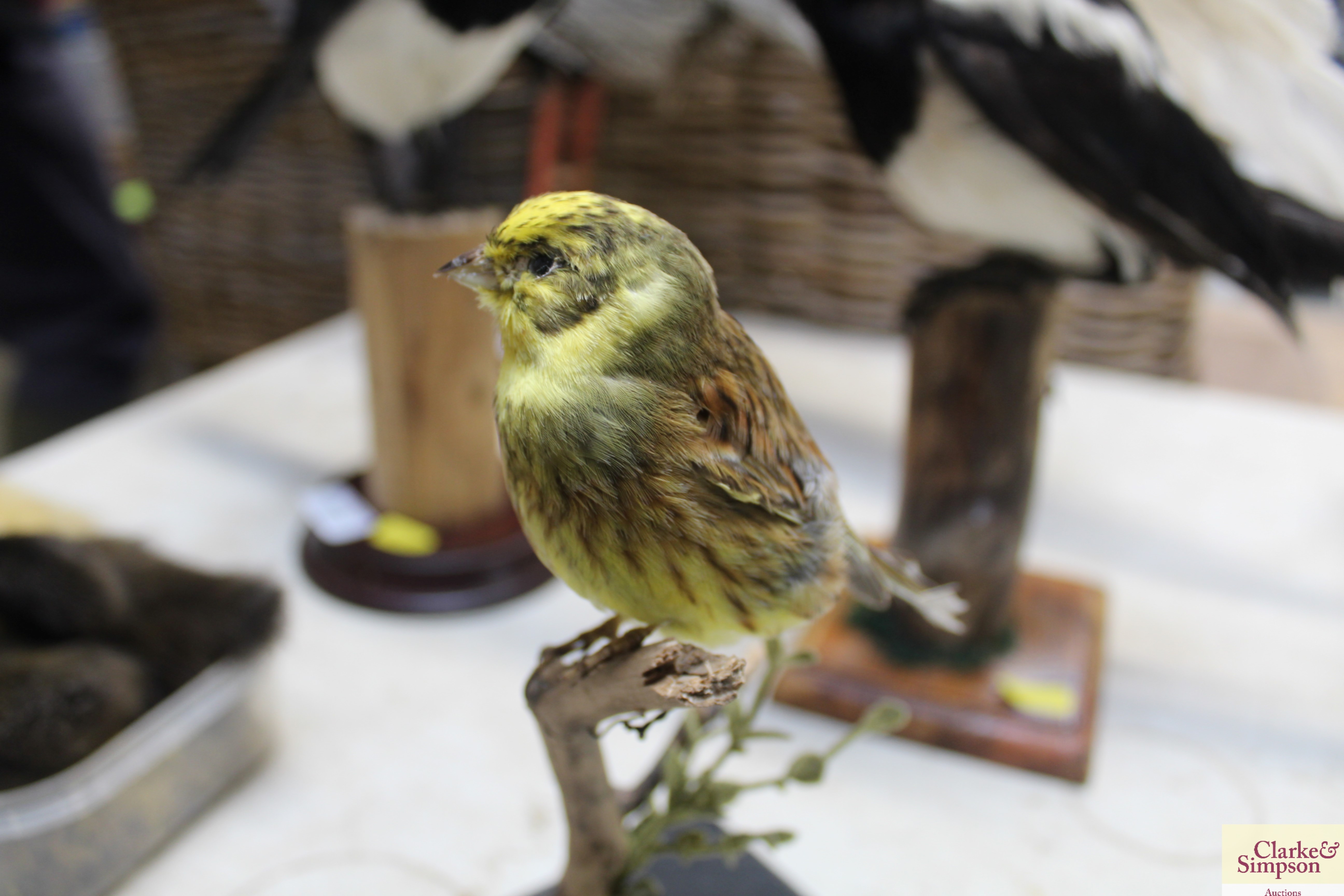 A preserved and mounted yellowhammer bird - Image 2 of 3