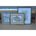 Three framed watercolours of a silver birch,