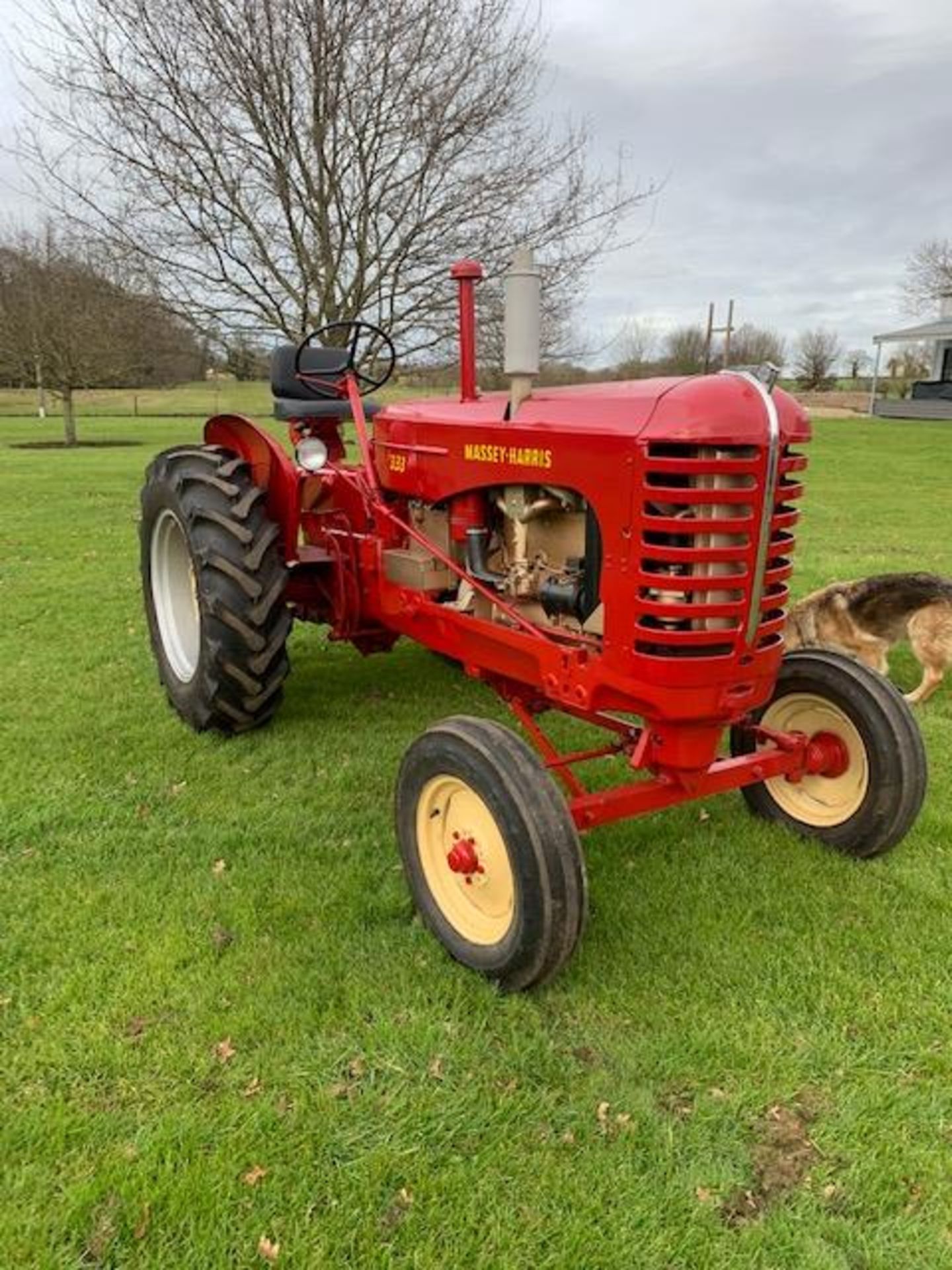 Massey Harris 333 (America), petrol, serial; 21239. No VAT on this lot. - Image 2 of 3