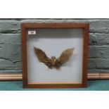 A framed taxidermy study of a bat, frame measures 36cm x 36cm,