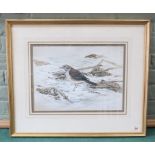 A framed watercolour of a redwing in a winter setting, signed 'Rowles-Chapman',