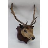 A taxidermy deers head mounted onto a wooden shield by T.E.Gunn Norwich