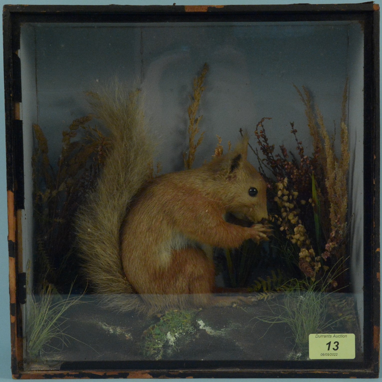A late 19th Century taxidermy red squirrel in a glazed case, bears trade label on reverse 'T E Gunn,