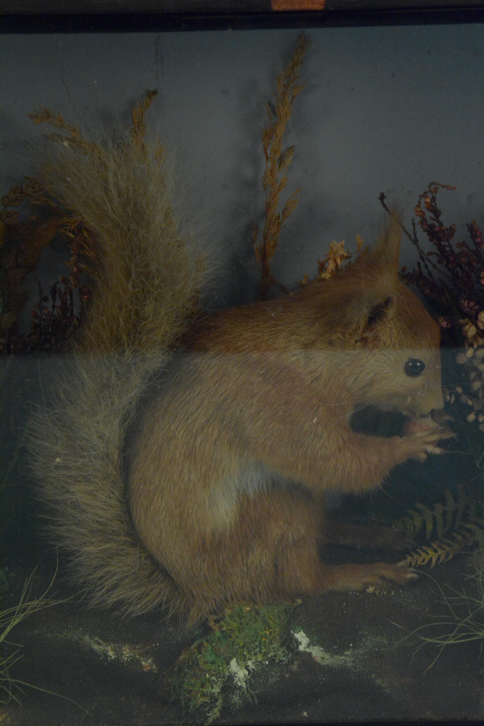 A late 19th Century taxidermy red squirrel in a glazed case, bears trade label on reverse 'T E Gunn, - Image 2 of 3