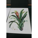A limited edition portfolio of prints by Margaret Mee, Brazilian Bromeliads,