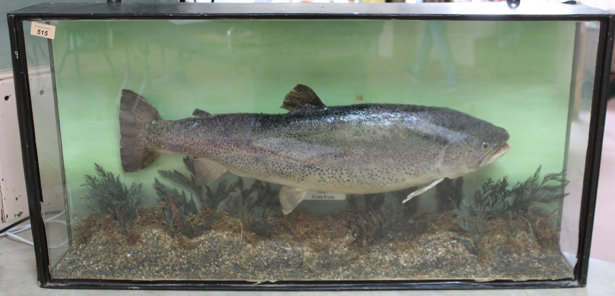 A cased taxidermy rainbow trout caught at 'Hanningfield' (reservoir,