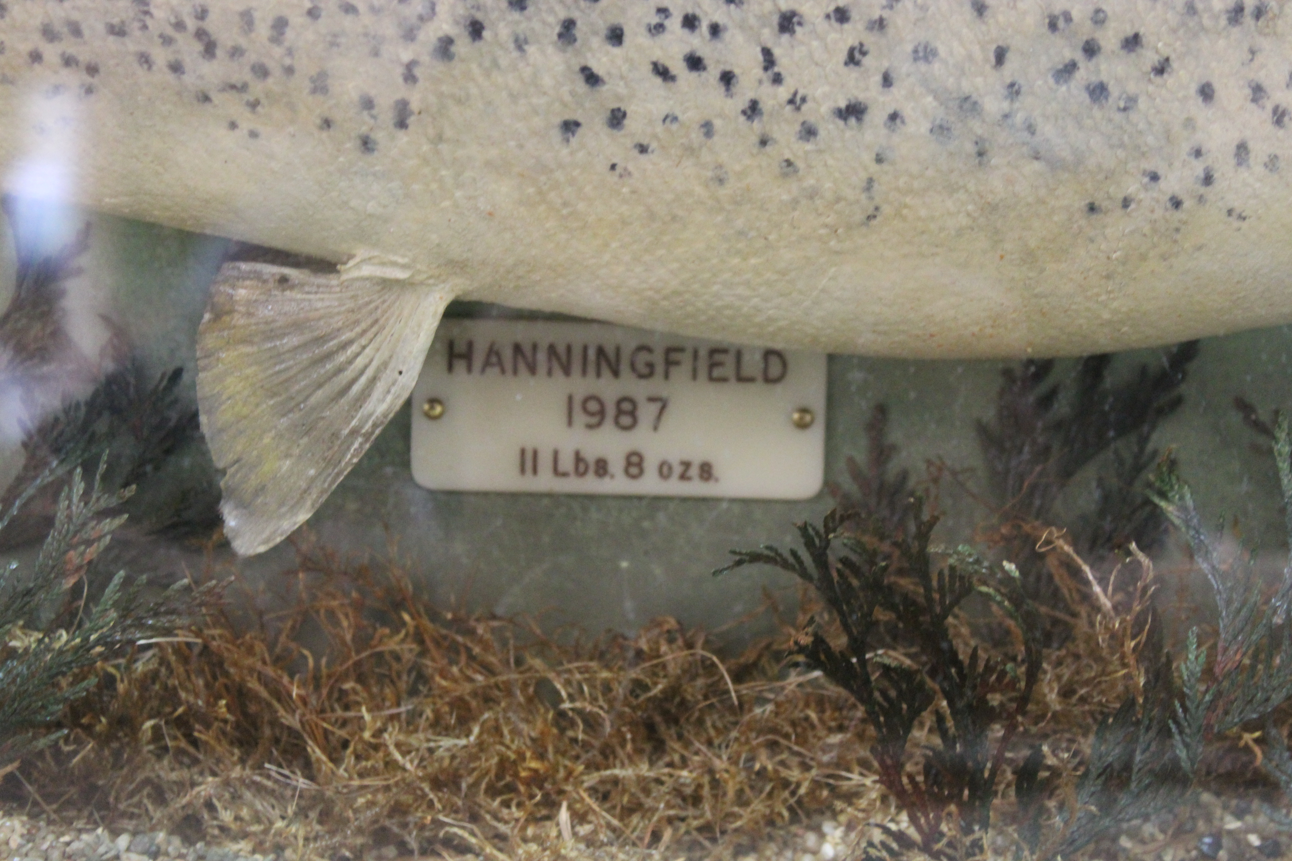 A cased taxidermy rainbow trout caught at 'Hanningfield' (reservoir, - Image 2 of 3