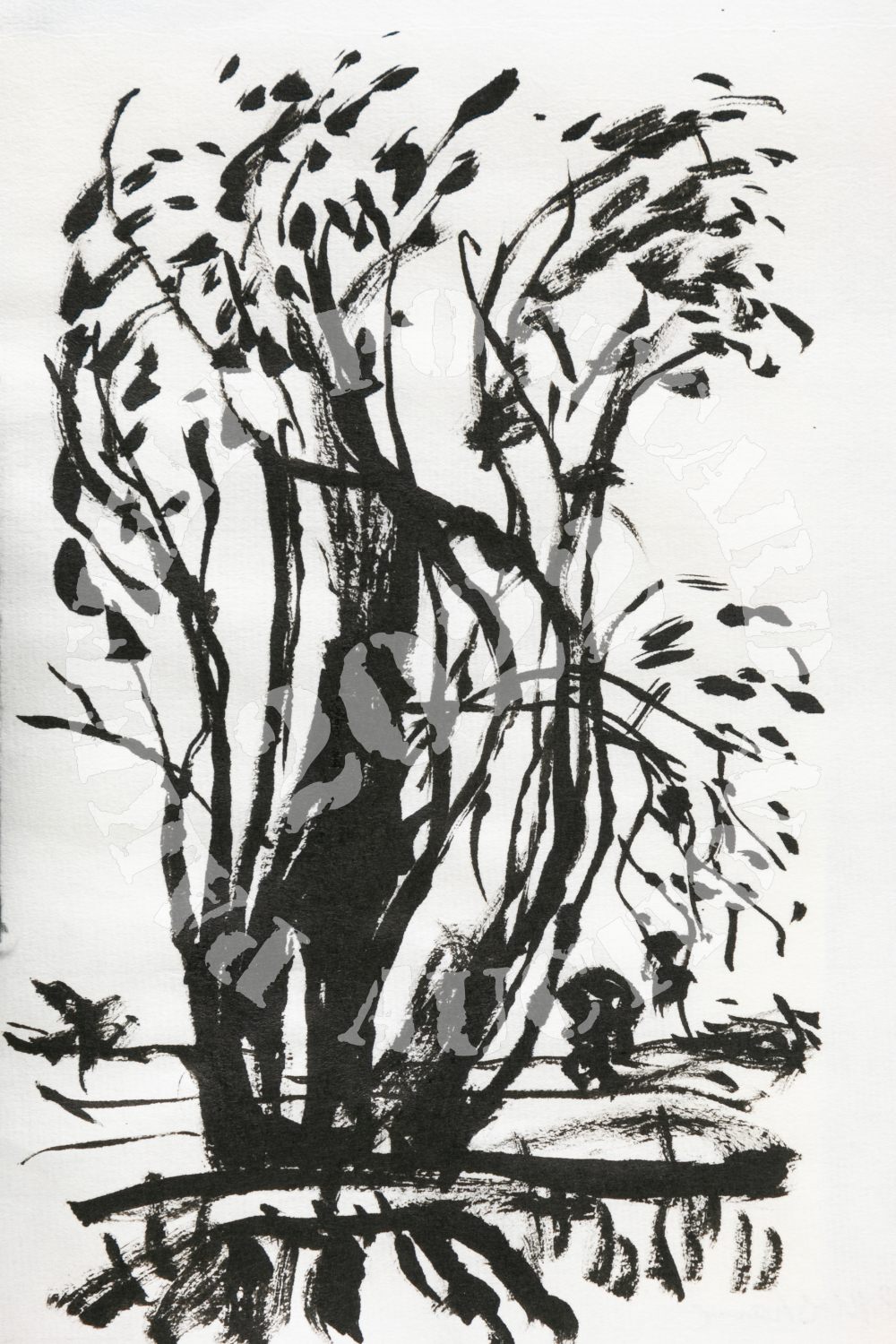 Ash Trees #2. Ink on paper.