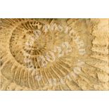 Ammonite Fossil (clear). Ash Wood and Epoxy Resin.