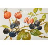 Autumn Fruit. Watercolour on 140 not.