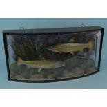 An early 20th Century taxidermy pair of brown trout by John Cooper & Sons London in a bow fronted