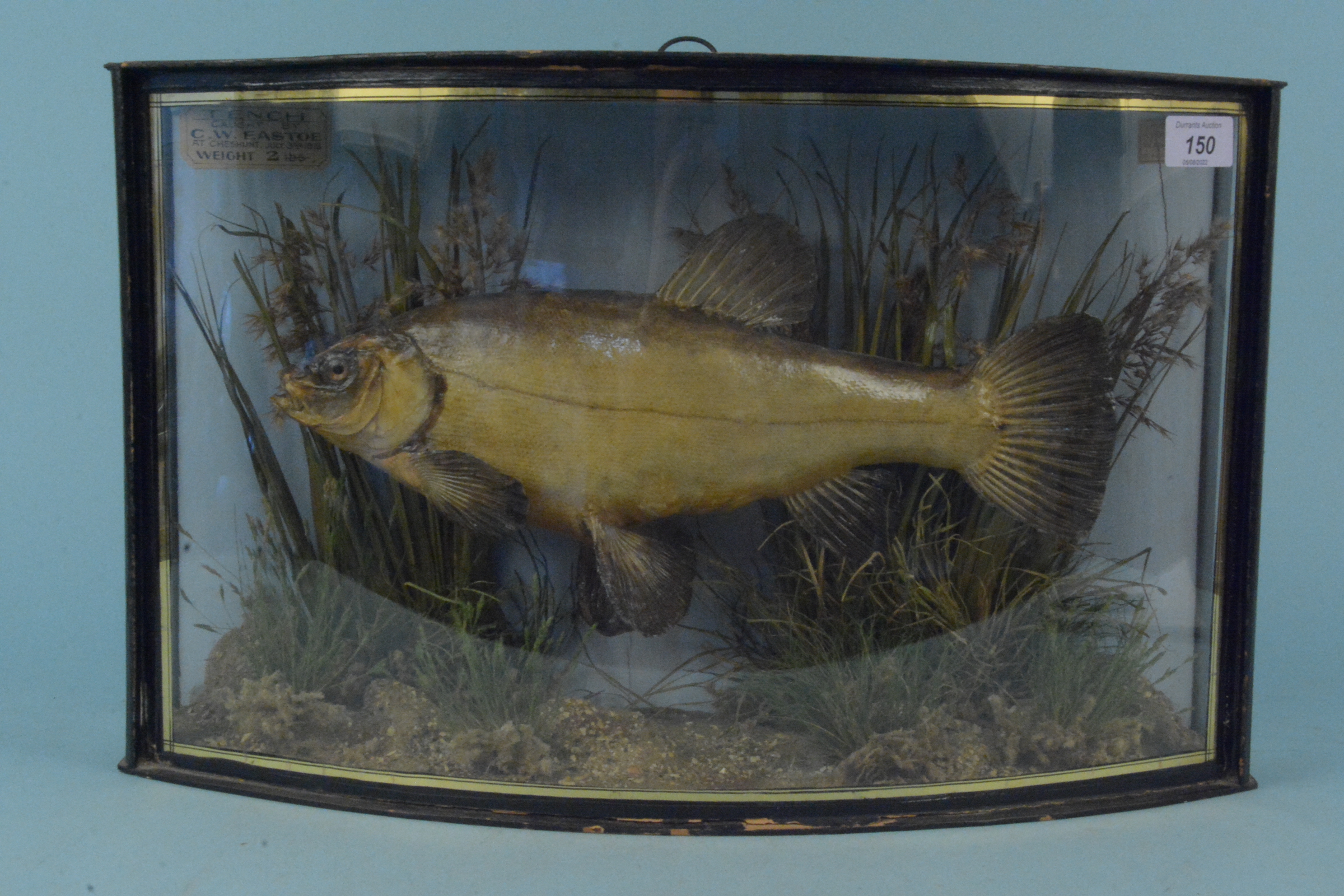 An early 20th Century taxidermy tench in a bow fronted case by J Cooper & Sons London,