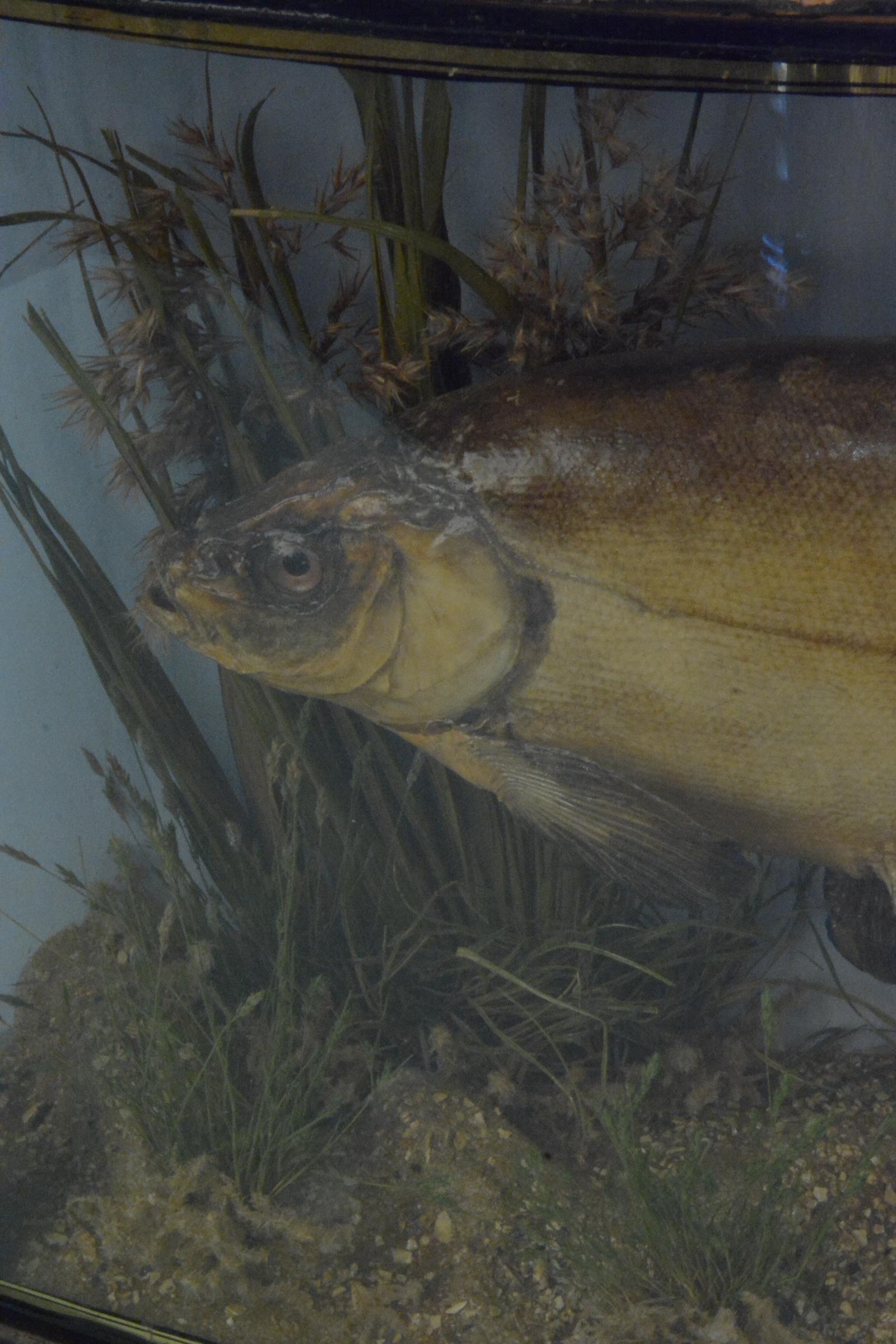 An early 20th Century taxidermy tench in a bow fronted case by J Cooper & Sons London, - Image 3 of 4