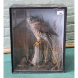 A cased taxidermy kestrel in a naturalistic setting,