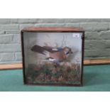 A cased taxidermy jay in a naturalistic setting,