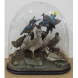 An antique taxidermy study of birds under glass dome including kingfishers etc,