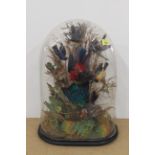 A large antique taxidermy study of decorative foreign birds,