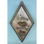 A vintage cased taxidermy study of birds,