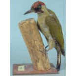 A taxidermy woodpecker mounted on a branch