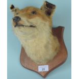 A taxidermy head of a fox (ears as found)