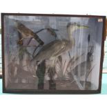 A cased taxidermy heron sparrow hawk, coot,