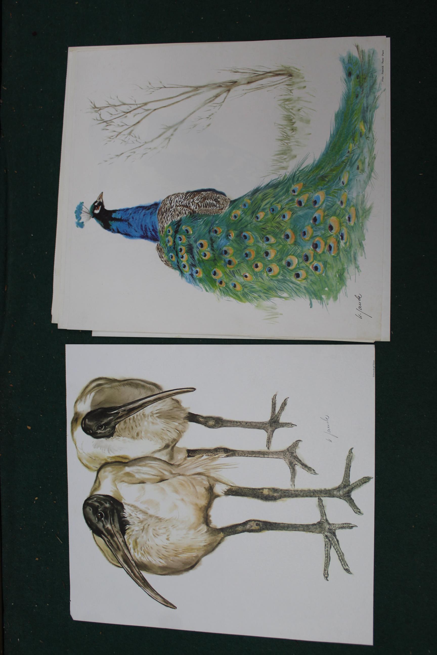 Ten assorted unframed prints of animals and birds, an oil on board of Rydal Water, - Image 2 of 8