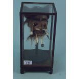 A cased shrunken head with bead adornments