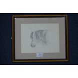 Pencil Sketch of a Pony by Louisa Holt 1841