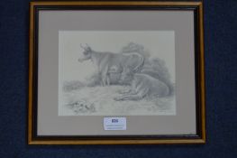 Pencil Sketch of Cattle by Louisa Holt 1837