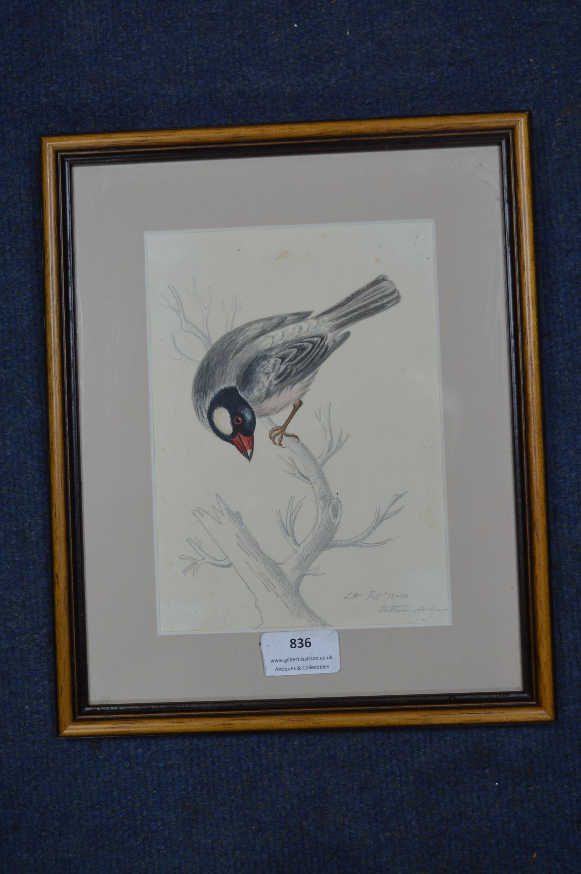 Pencil and Watercolour Sketch of a Bird by Louisa Holt 1830