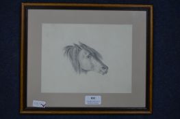 Pencil Sketch of a Pony by Louisa Holt 1836