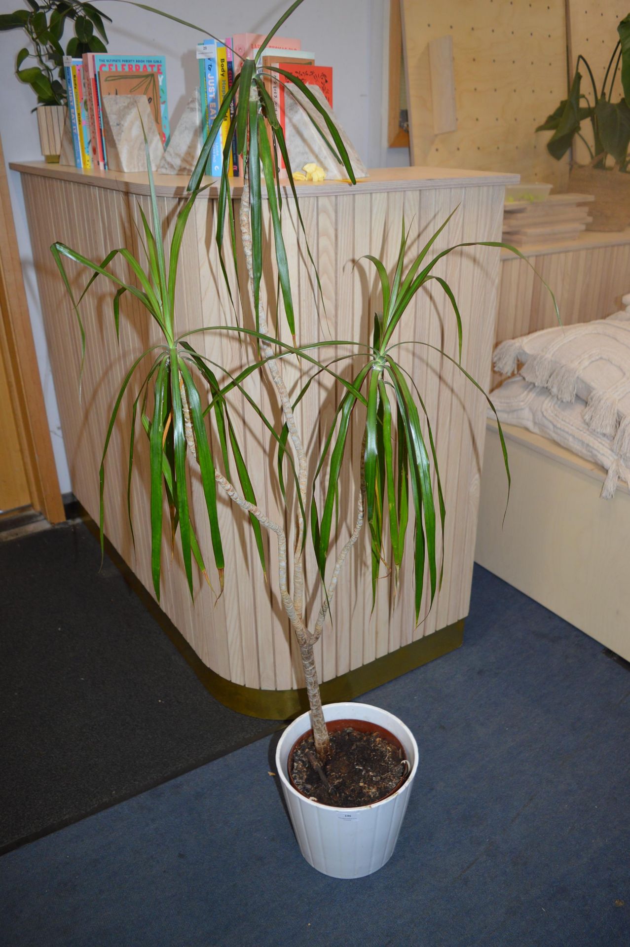 *Potted House Plant
