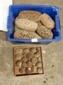 *Two Lots of Banksia Nuts & Tagua Nuts