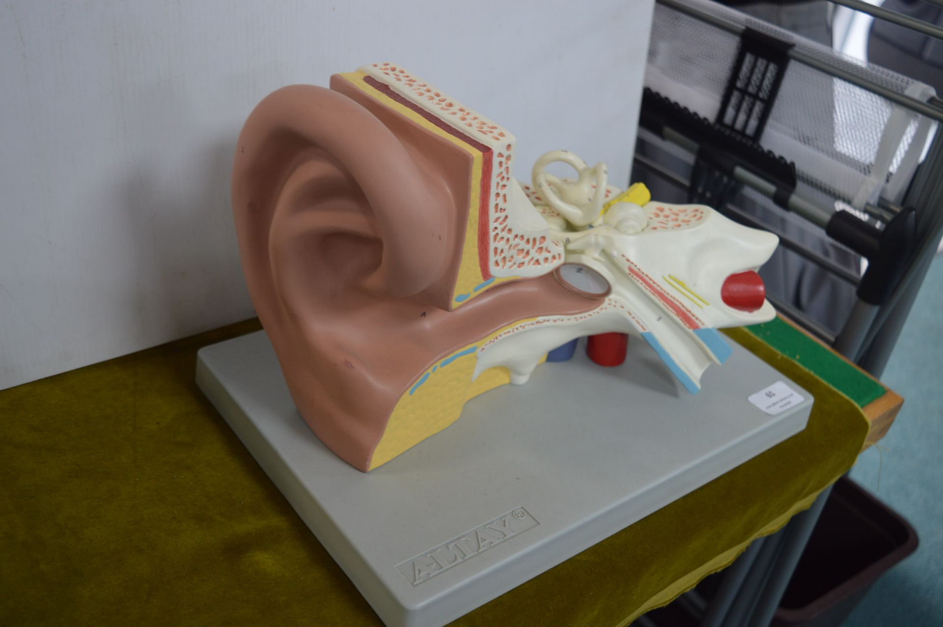 Medical Model of the Inner Ear by Altay - Image 2 of 2