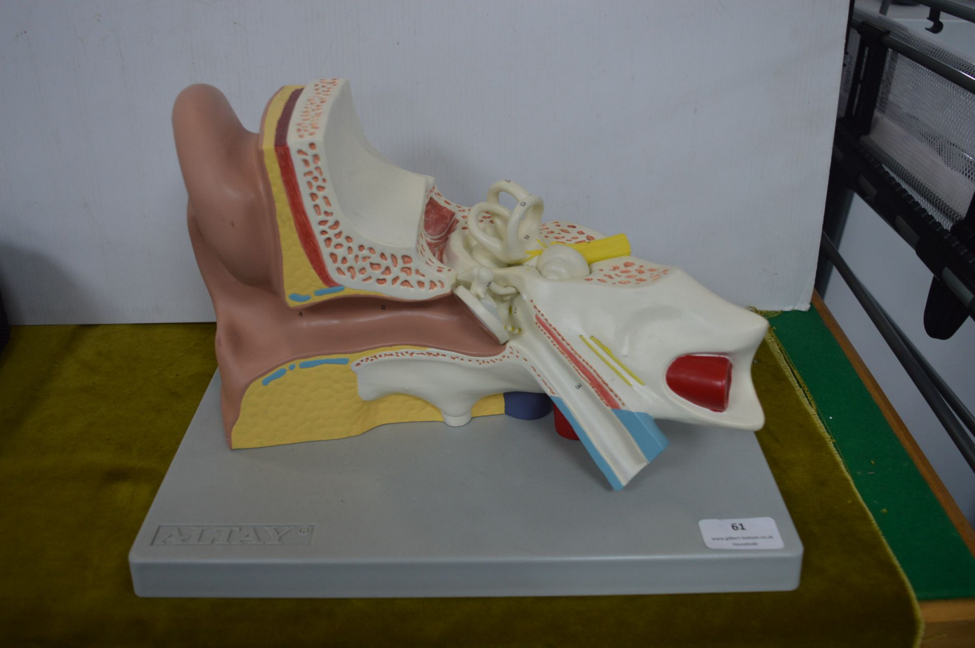 Medical Model of the Inner Ear by Altay