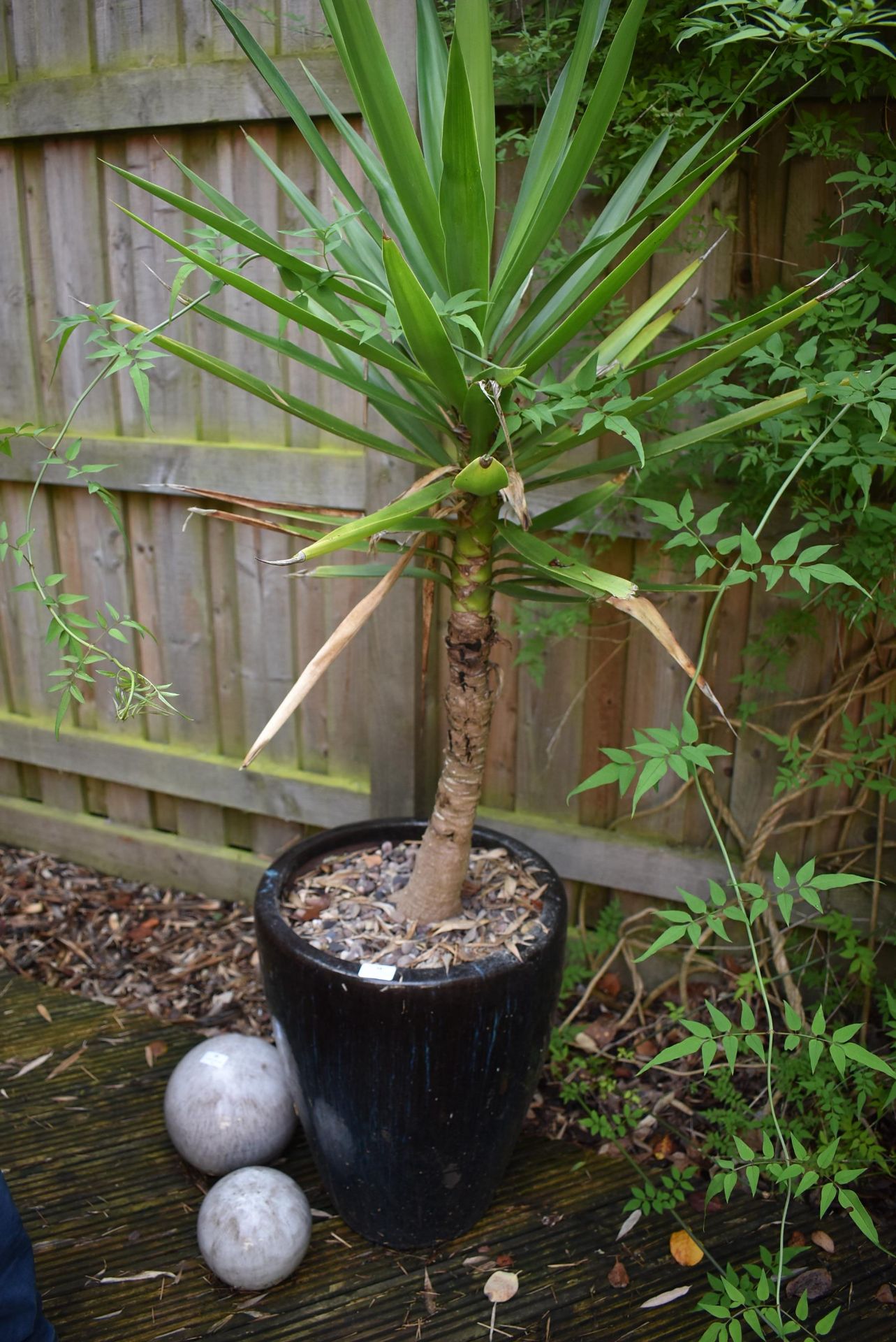 *Yucca in Glazed Ceramic Pot