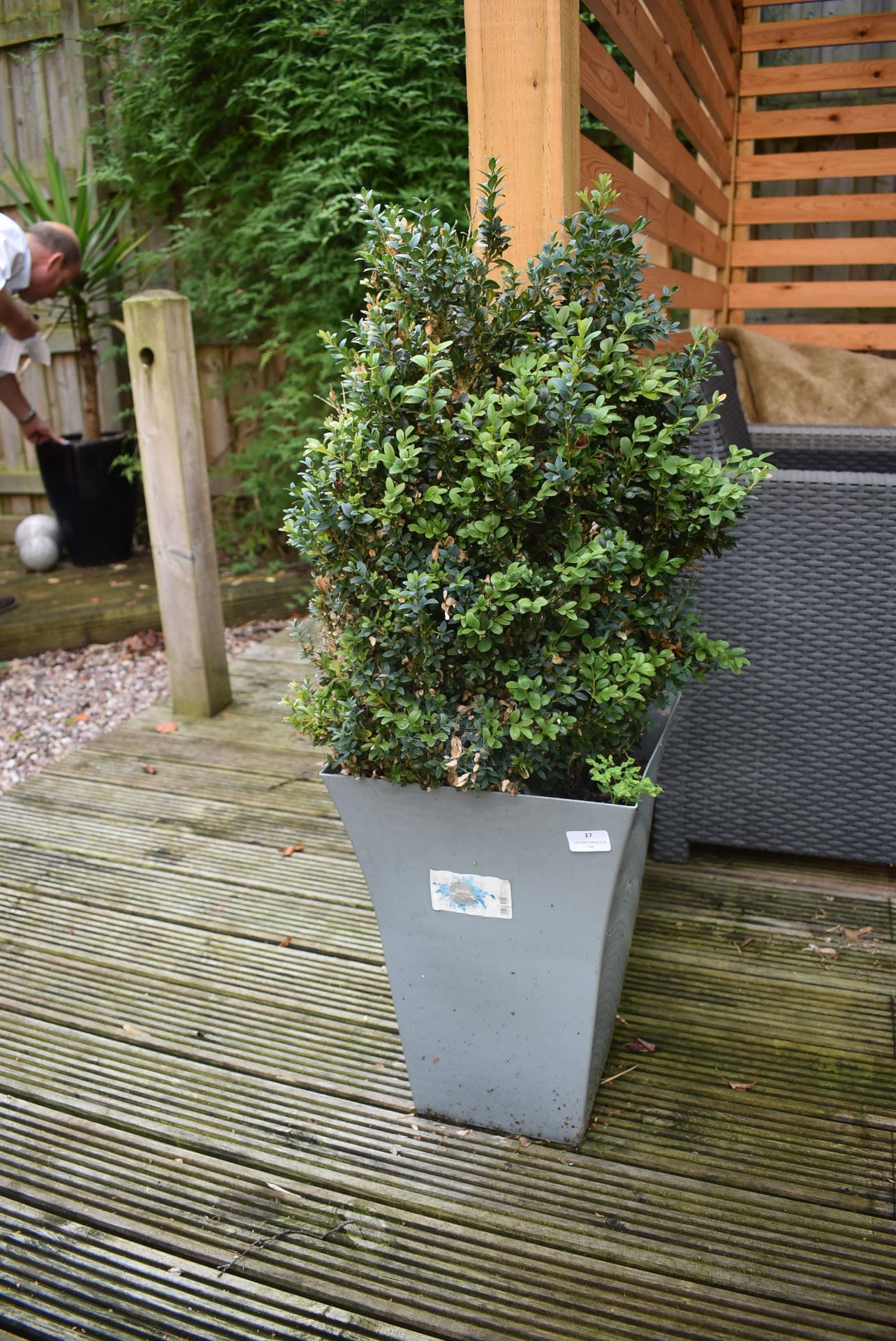 *Garden Planter Containing Box Plant