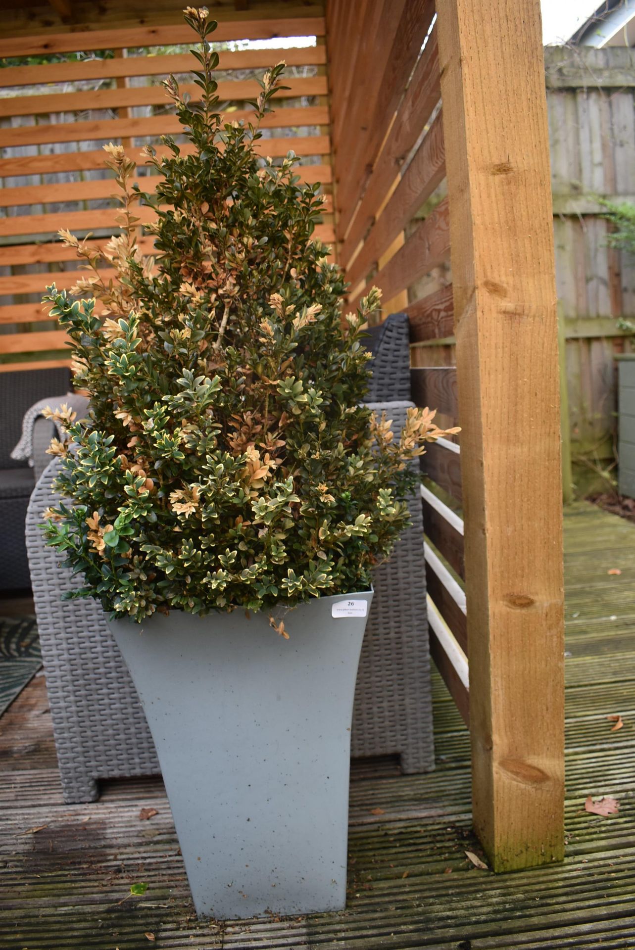 *Garden Planter Containing Box Plant