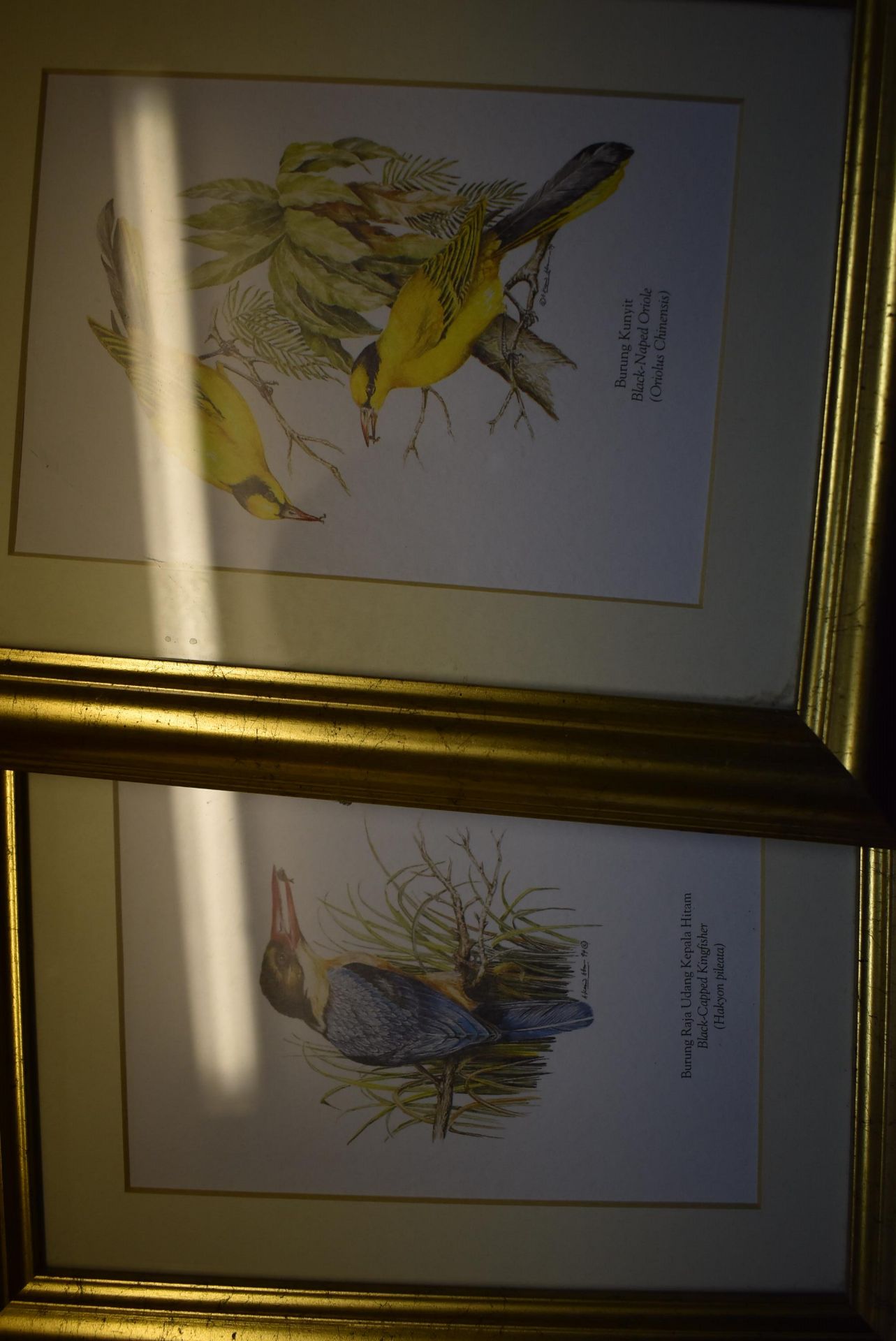 Six Gilt Framed Prints of Birds - Image 2 of 4
