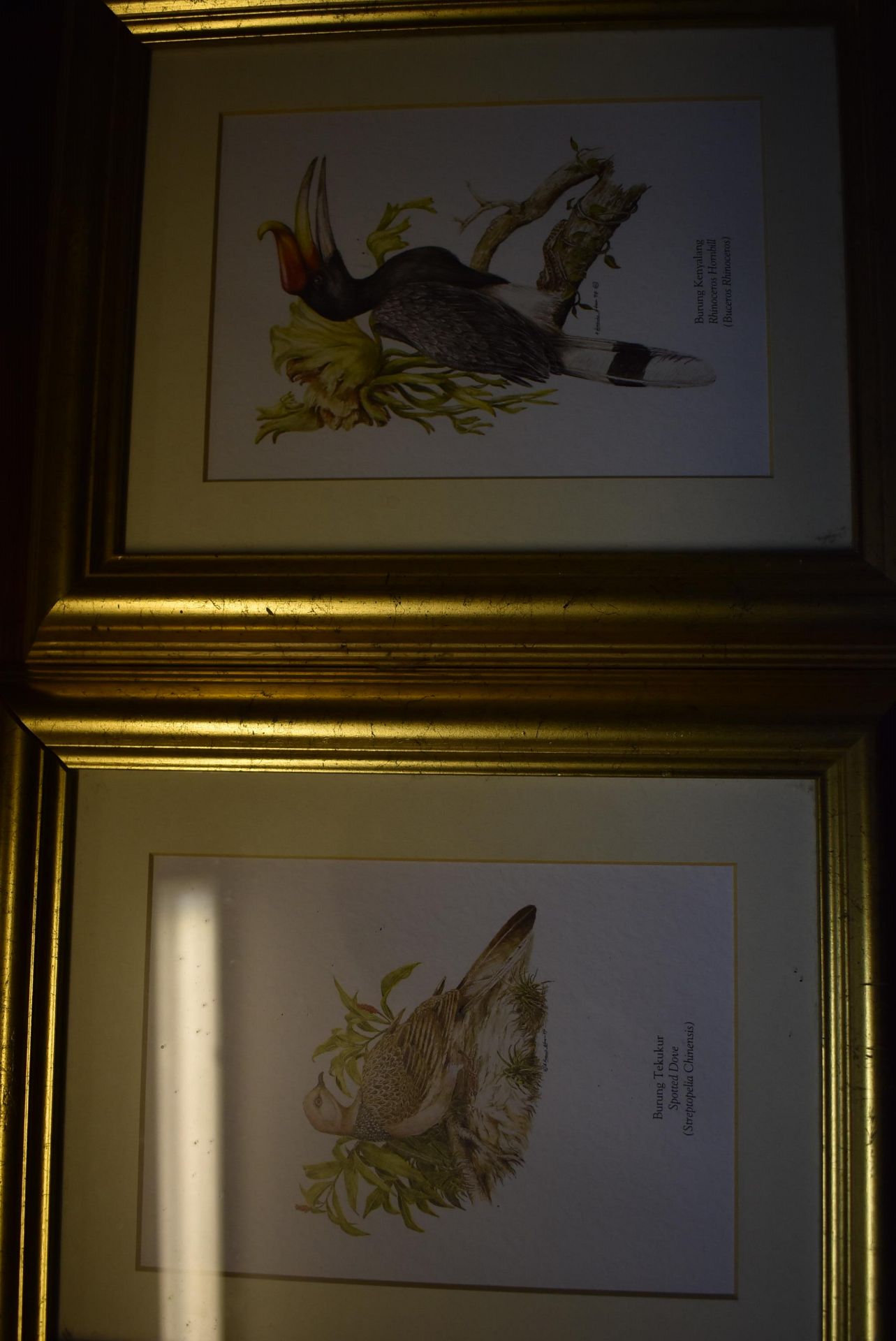 Six Gilt Framed Prints of Birds - Image 4 of 4