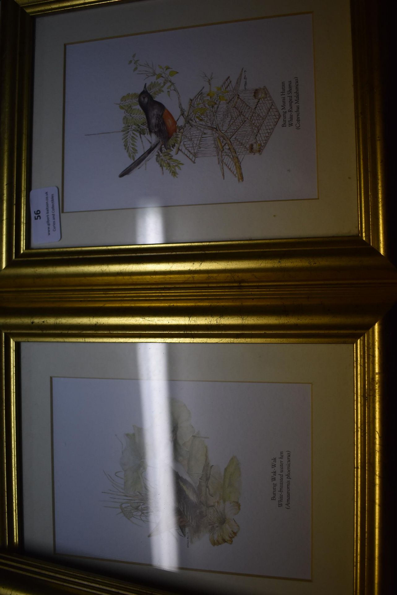 Six Gilt Framed Prints of Birds - Image 3 of 4