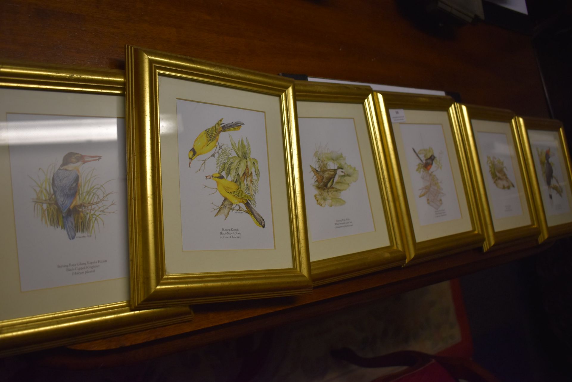 Six Gilt Framed Prints of Birds