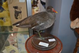 Taxidermy Bird