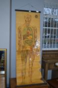 Vintage St John's Ambulance Human Body Chart