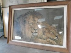 *Framed picture of Lion 33 W x 23 H Inch