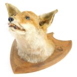 A 20thC taxidermy fox head, on oak shield back, 30cm high.